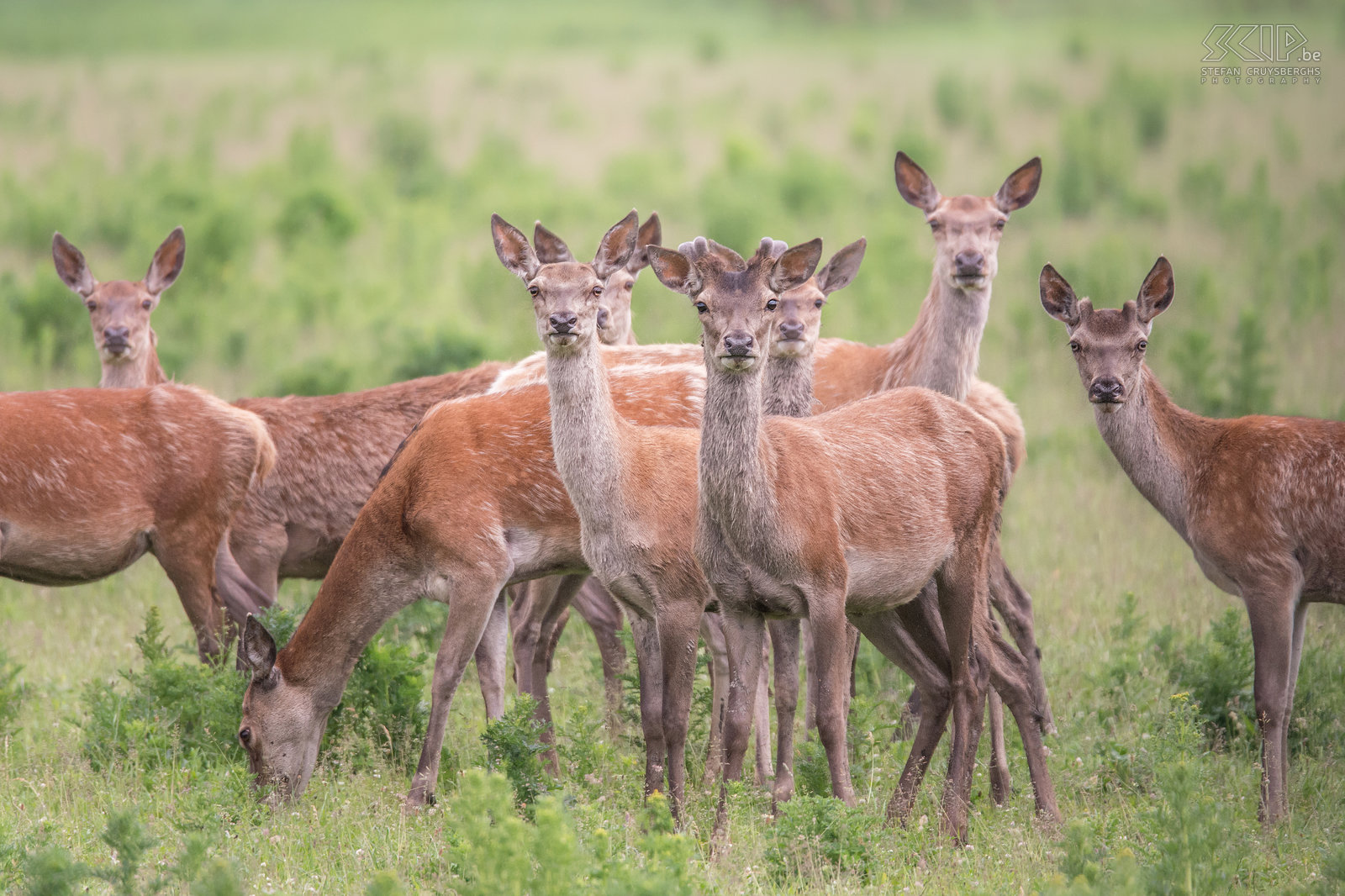 Oostvaardersplassen - Hindes Het nationale park Oostvaardersplassen in Flevoland heeft een populatie van ongeveer 3300 edelherten (Cervus elaphus). Het is het grootste soort van herten in Europa. De vrouwelijke herten worden hindes genoemd en ze leven in grote groepen op de vlaktes.<br />
 Stefan Cruysberghs